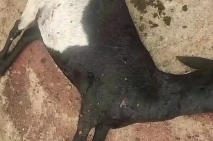 Ataques a rebanhos assustam criadores no Agreste, mas casos não têm registro formal na Polícia Civil