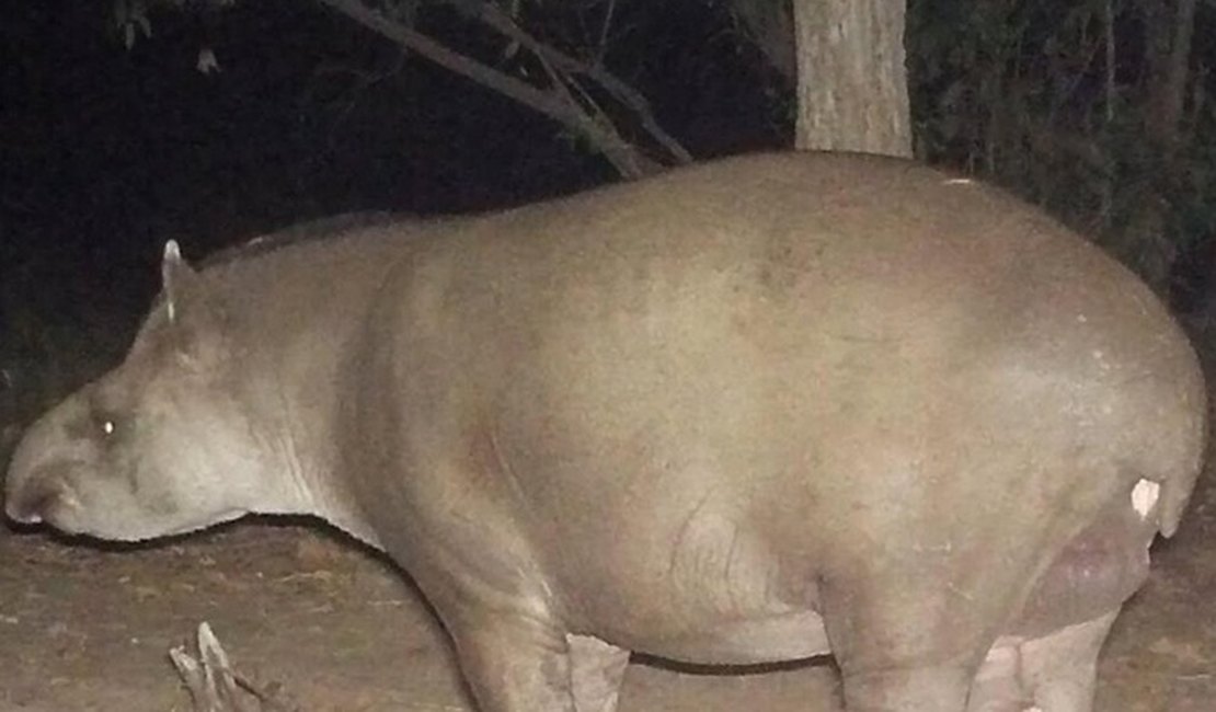 Após formar família, 'Cuzinho' passa marca genética para filhote no Pantanal