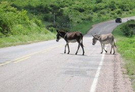 Animais soltos nas BRs causaram mais de 50 acidentes em um ano em Alagoas