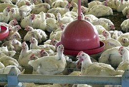 Agricultura confirma mais 1 caso de gripe aviária em ave silvestre no País; total sobe para 163