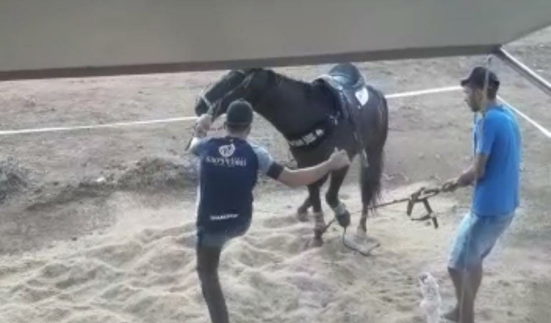 Vaqueiro pernambucano popular nas redes sociais é flagrado chutando cabeça de cavalo; ASSISTA