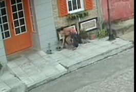 Mulher furta planta na frente de residência em Arapiraca; assista ao vídeo