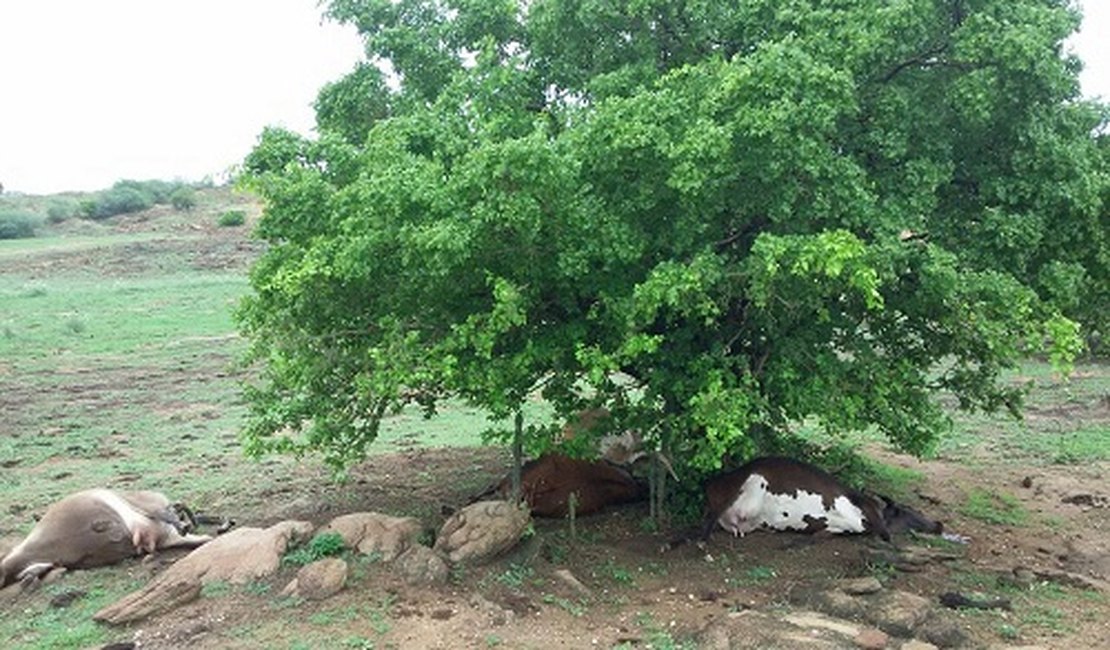 Vacas tentam se abrigar da chuva em árvore e morrem atingidas por raio