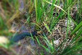 Corpo de homem é encontrado crivado de balas em Feira Grande