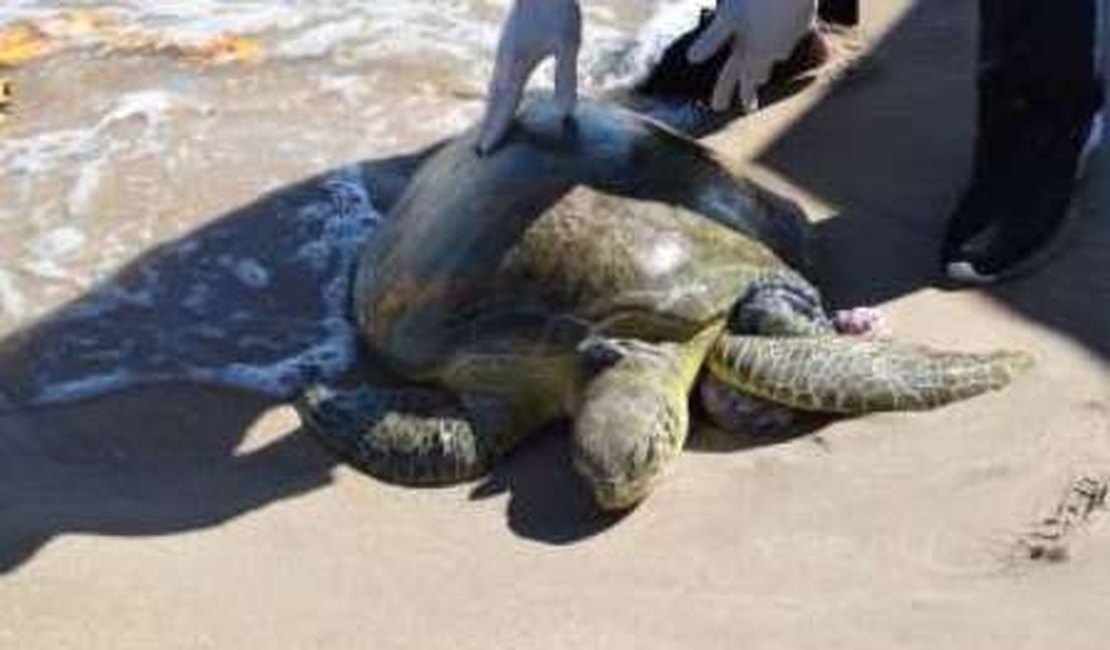 Tartaruga-verde ferida é resgatada por banhistas na praia de Pajuçara, em Maceió