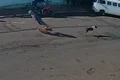 Morre idoso 'atropelado' por cachorro que corria na rua no interior de SP