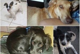 Morte de 10 cães por envenenamento preocupa interior de SP