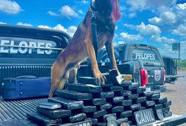 Mais de 40kg de drogas são apreendidos em ônibus interestadual que seguia para Arapiraca