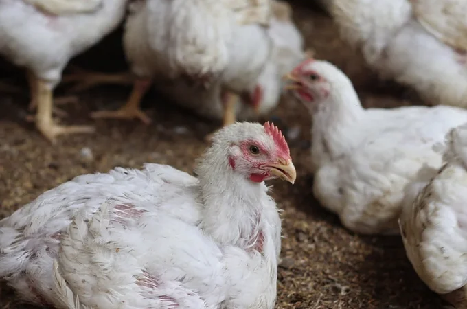 H9N2 pode virar pandemia? Saiba por que cepa da gripe aviária preocupa