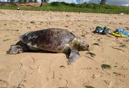 Banhistas encontram tartarugas mortas em praias de Maceió