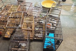 Fiscalização resgata quase 90 aves silvestres presas em gaiolas em Atalaia e Mar Vermelho