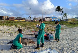 Sexto em março: Golfinho da espécie boto-cinza é encontrado morto no Litoral de Alagoas