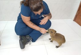 Filhote de capivara tratado em Alagoas ganha novo lar em zoológico em Fortaleza