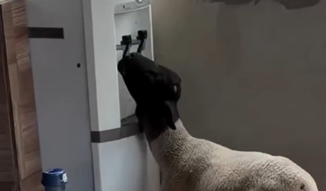 VÍDEO: Cabrito é filmado tomando água gelada em bebedouro de chácara em Petrolina