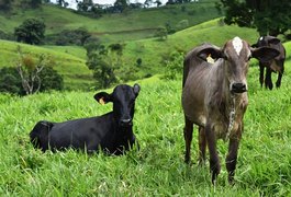 Homem tem bois furtados de propriedade na zona rural de Arapiraca