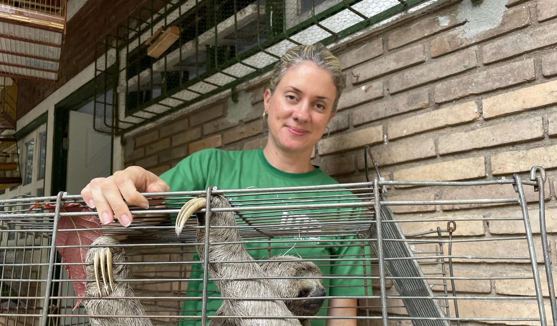 Inusitado: bicho-preguiça é resgatado em ônibus de Maceió