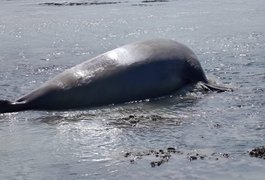 Elefante-marinho é visto na Praia de Antunes, em Maragogi