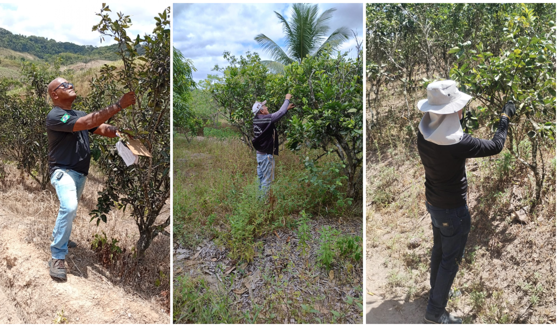 AL assegura a manutenção do status sanitário de área sem ocorrência de Cancro Cítrico