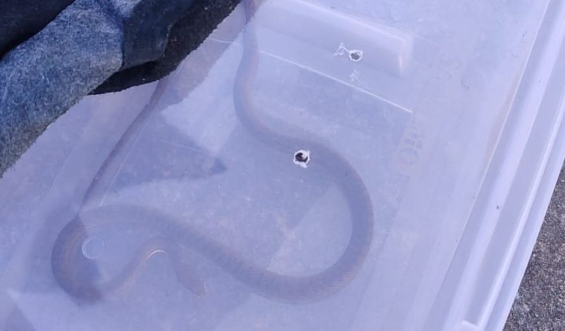 Bombeiros resgatam cobra em unidade de saúde no interior alagoano