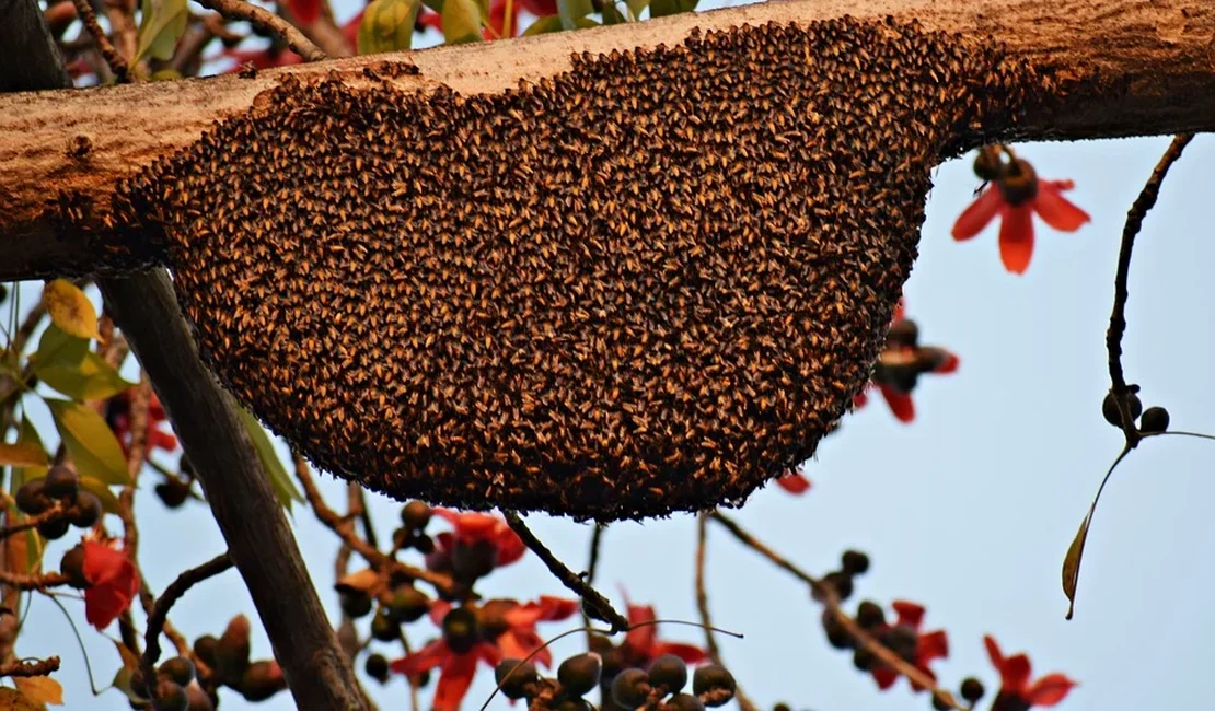 Idoso fica isolado em casa após colmeia de abelhas cair no quintal no Litoral Norte