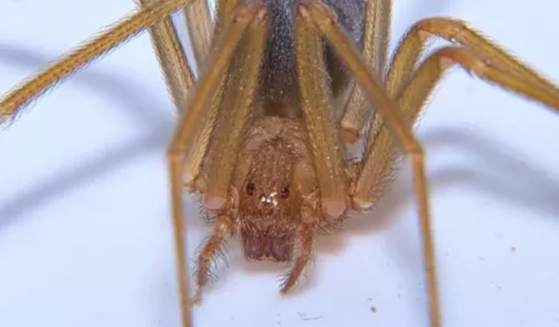 Turista britânica sofre infecção grave após picada de aranha venenosa