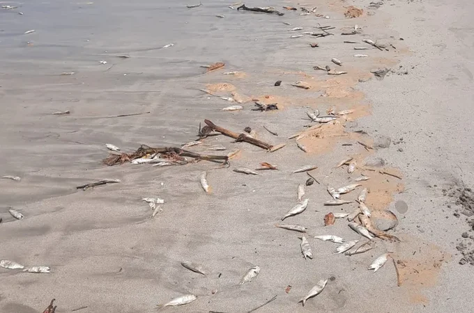 Centenas de peixes mortos são encontrados em praia da Barra de Santo Antônio