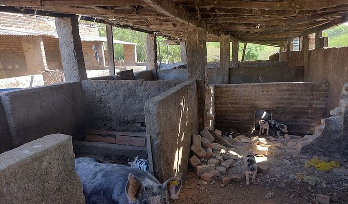 Matadouro clandestino é embargado e multado em mais de R$ 120 mil por equipe da FPI