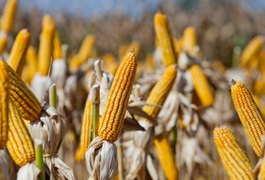 Emater alerta para o encerramento das inscrições do Garantia-Safra em Alagoas