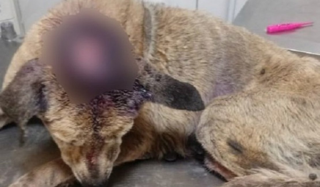 Cachorro com ferimentos graves é encontrado amarrado a poste em Maceió