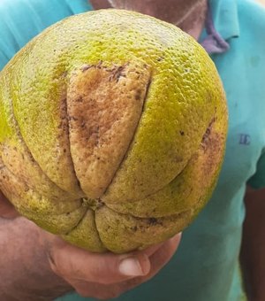 Vídeo. Laranja-Bahia pesando mais de um quilo é colhida em sítio na zona rural de Lagoa da Canoa