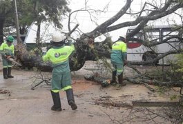Chuvas derrubam árvores em Maceió e causam transtornos em bairros