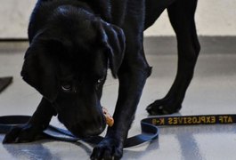 Cachorra é demitida pela CIA por falta de interesse no trabalho