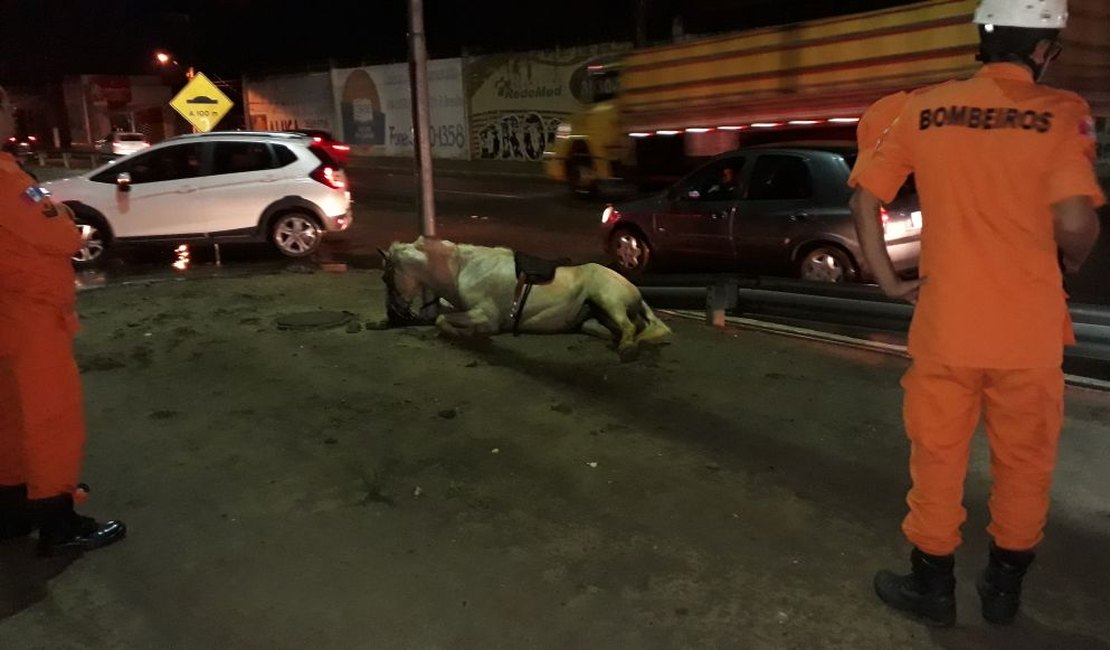 Cavalo morre ao levar choque elétrico na AL 220, em Arapiraca