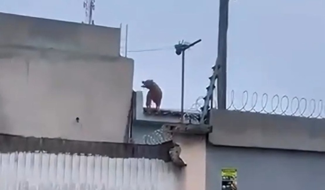 Cão da raça pitbull é visto em telhados de residências no Centro de Arapiraca