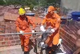 Jacaré é resgatado de laje de residência em Arapiraca