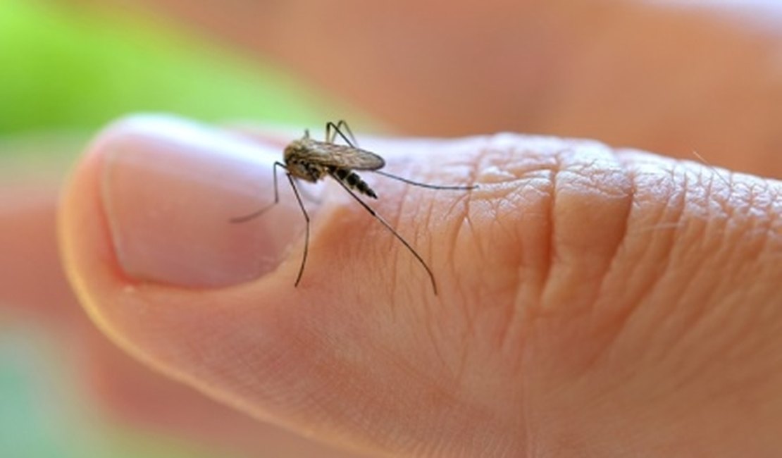 Estudo aponta ‘muriçoca’ como potencial transmissor do vírus da zika