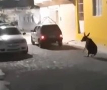 VÍDEO: Jegue é amarrado com corda em carro e arrastado pelas ruas de Pariconha