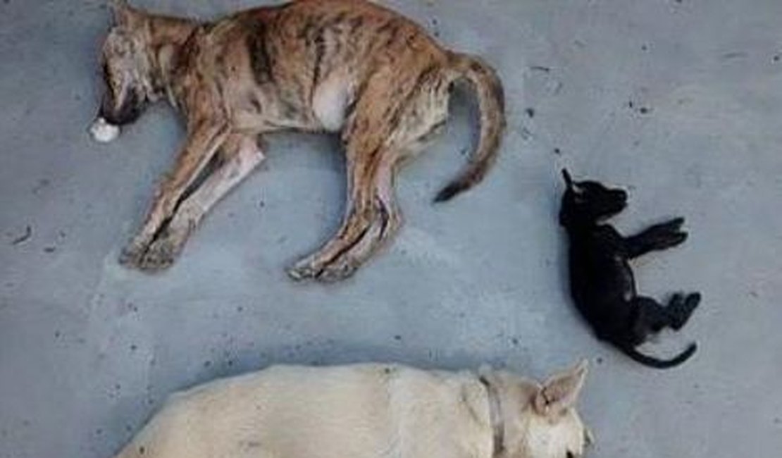 Quatro cães são encontrados mortos por envenenamento em ONG