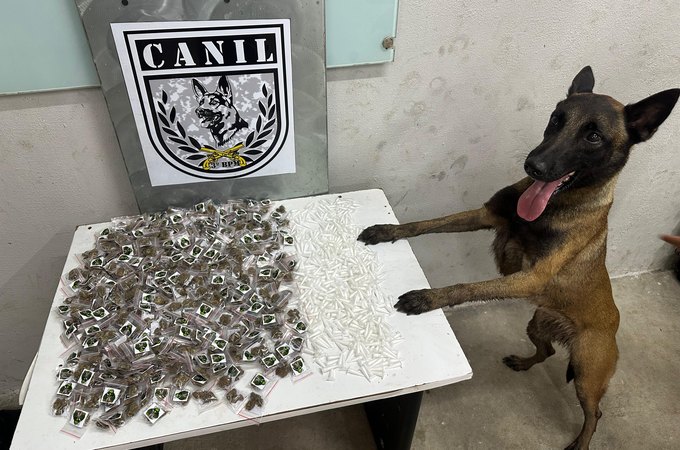 Canil da PM apreende 350 porções de maconha e 420 pinos de cocaína em área de mata em Arapiraca