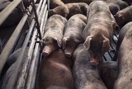 Fazendeiro é acusado de alimentar porcos com corpos de mulheres