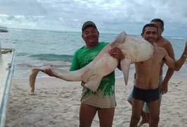 Tubarão é capturado por pescador no mar do Francês em Marechal Deodoro