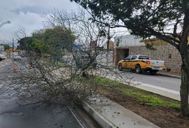 Após fortes chuvas, árvore cai em avenida de Arapiraca e interdita parte de via