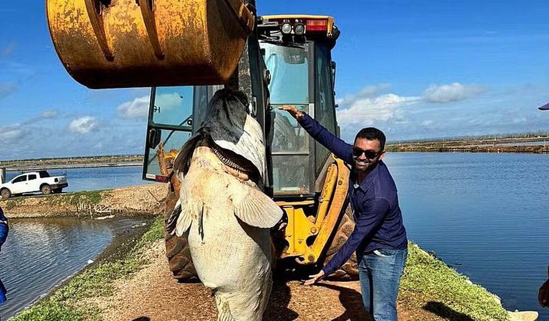 Peixe de quase 200 quilos é encontrado em fazenda de produção de camarão