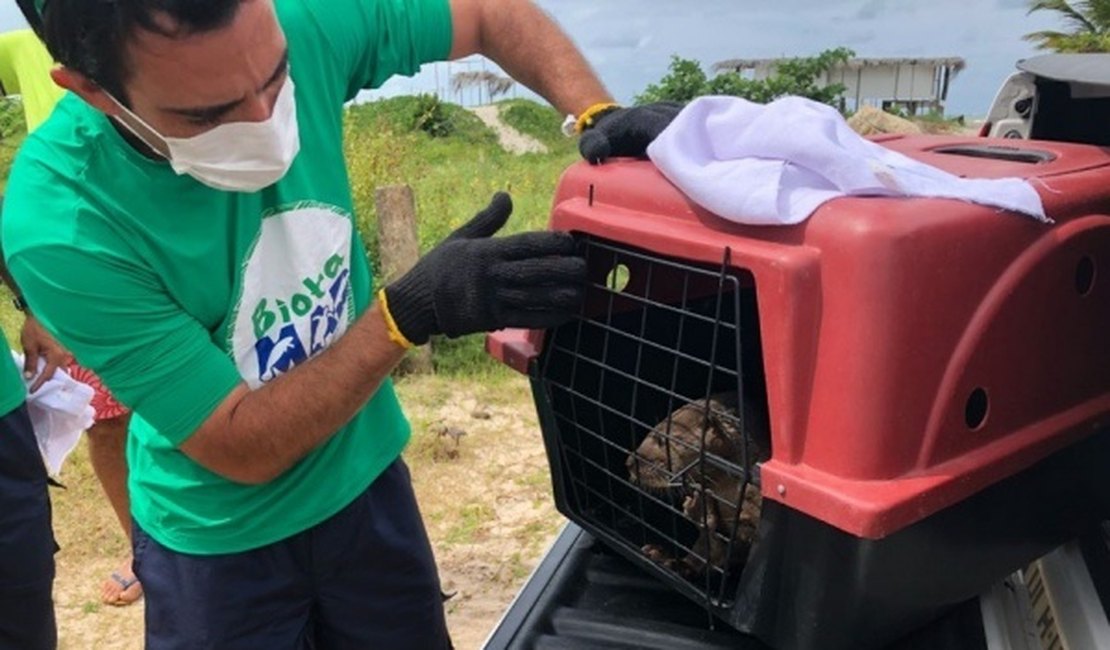 Lontra é encontrada por pescadores em praia da Barra de Santo Antônio