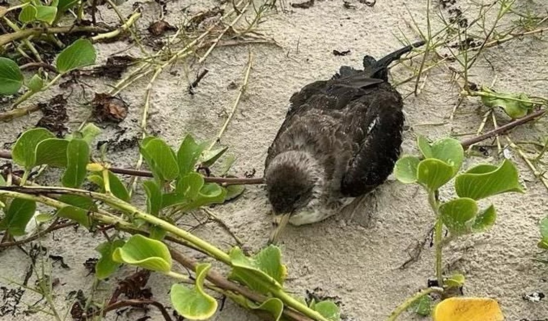 Gripe Aviária: Alagoas decide amanhã (10) plano de urgência para conter vírus H5N1 após morte de aves em praias