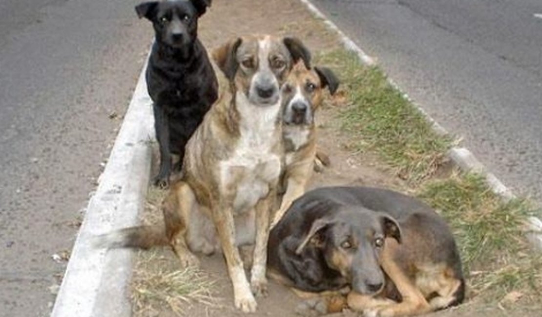 Cães em situação de rua salvam menina de tentativa de estupro