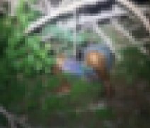 Corpo em estado avançado de decomposição é encontrado em Delmiro Gouveia