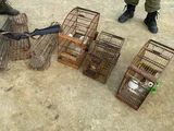 Polícia Ambiental apreende armas, resgata aves silvestres e flagra caça ilegal em Alagoas