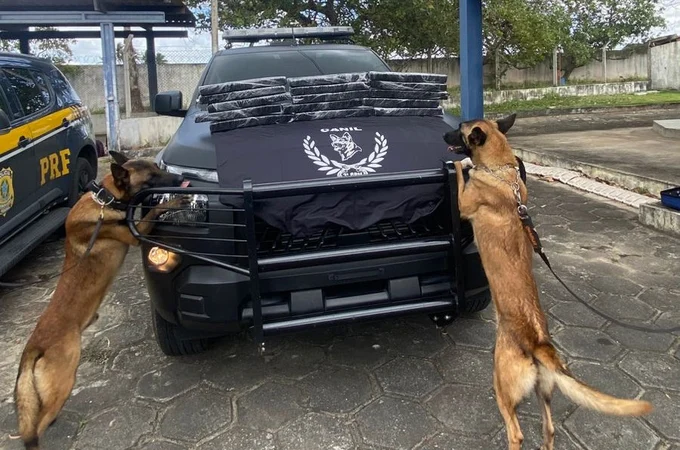 Cão farejador da PM localiza 17 kg de maconha em ônibus na BR-101, em São Sebastião