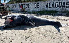 Filhote de Baleia-jubarte encontrado morto em Maceió